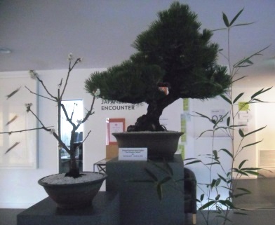 Bonsai display