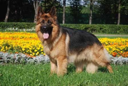 german-shepherd-dog-in-the-garden