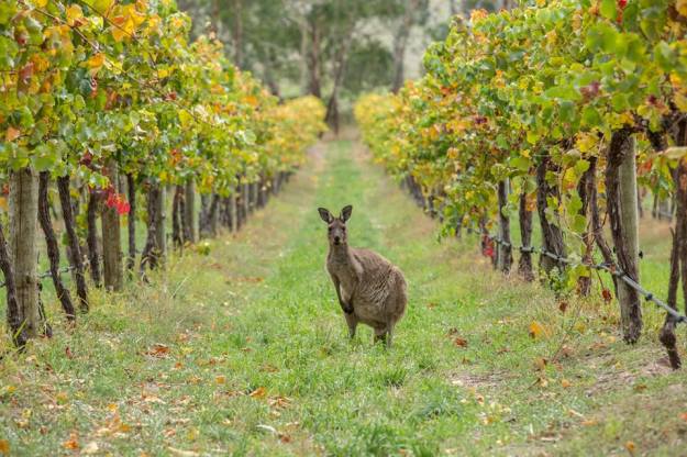 Australian wines photo by Greg Snell