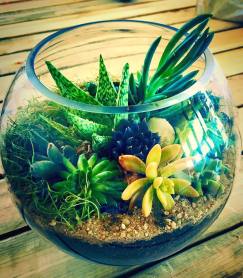 melissa rose Succulent terrarium