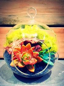 melissa rose terrarium1