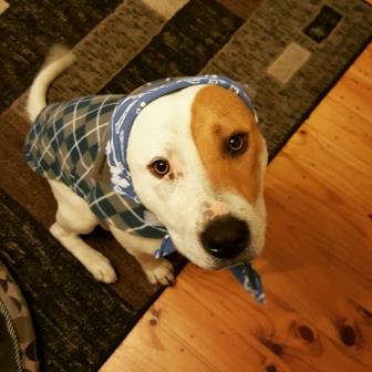 Laz (ARF rescue) dressed in his winter warmers