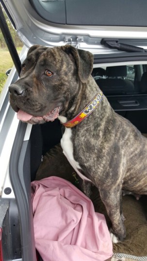 Tasha rescued by Big Dog Rescue with the help of ARF