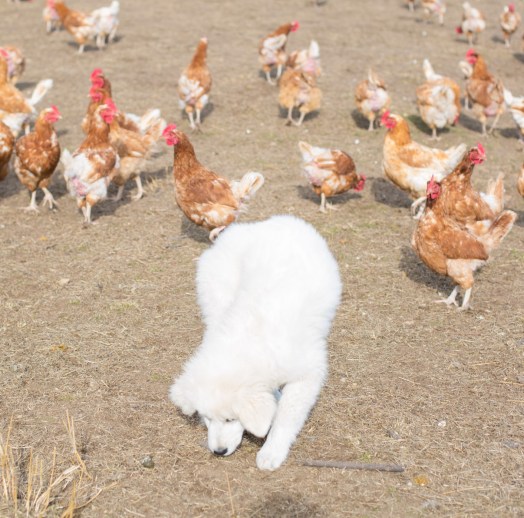 Briar and some of 'her' chickens at Gunning Bum Nuts free-range egg farm.