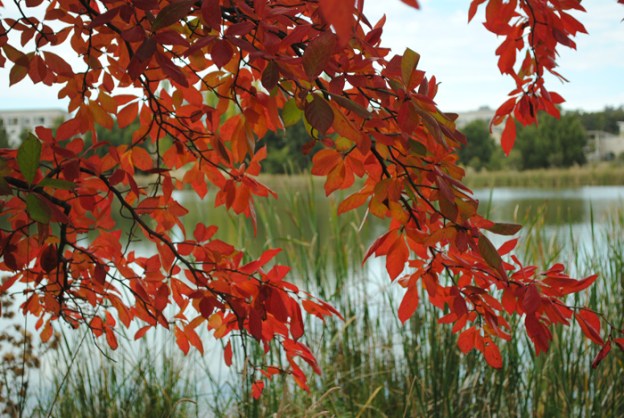 Vivid red print - original photograph