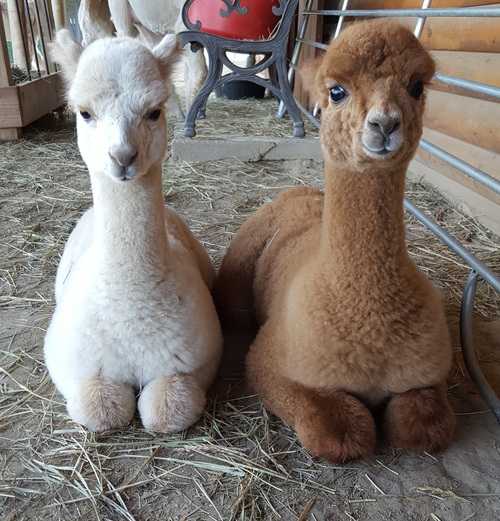 alpaca2